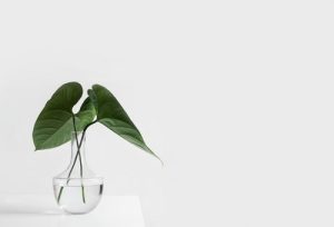 Banner vaso de plantas minimalista